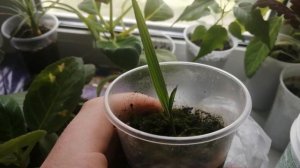 Выращивание Бутии Головчатой из семян. Что получилось спустя 6-8 месяцев после посева?