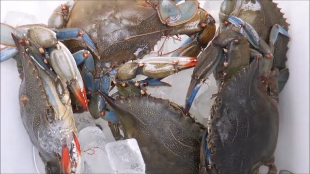 Они действительно голубые смотреть онлайн