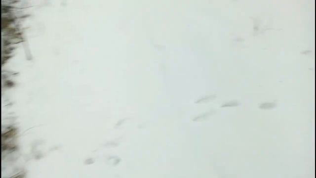 Установка Петель на Зайца как Найти Тропу смотреть онлайн