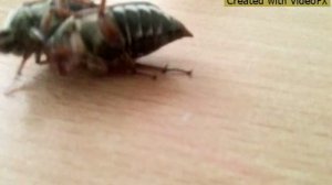 жизнь майских жуков!!!!