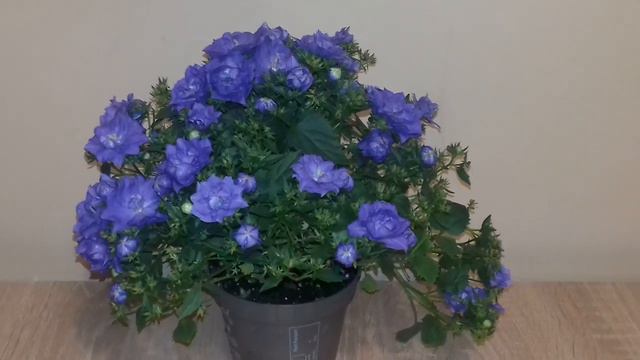 Кичеста Кампанула смотреть онлайн