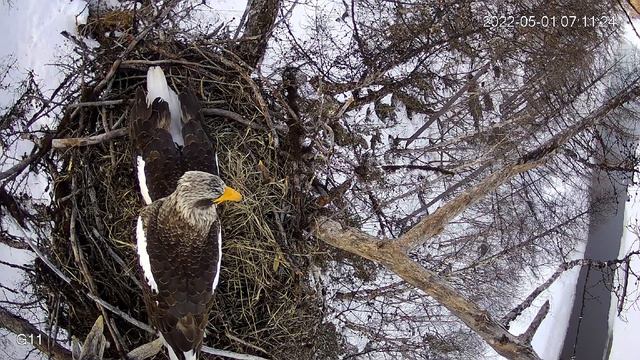 A male Steller's sea eagle looked at an egg in the morning смотреть онлайн
