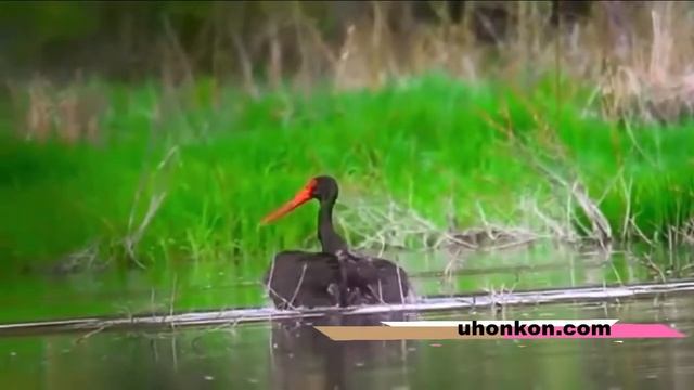 Nature Music relaxing : study and concentrate смотреть онлайн