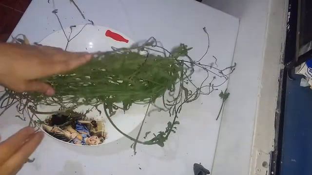 PROPIEDADES Y BENEFICIOS DE LA VERBENA смотреть онлайн