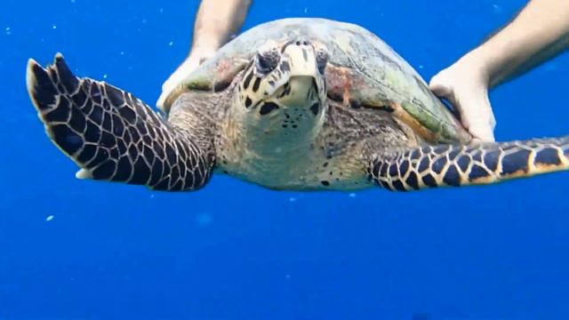 Снорклинг на Мальдивах