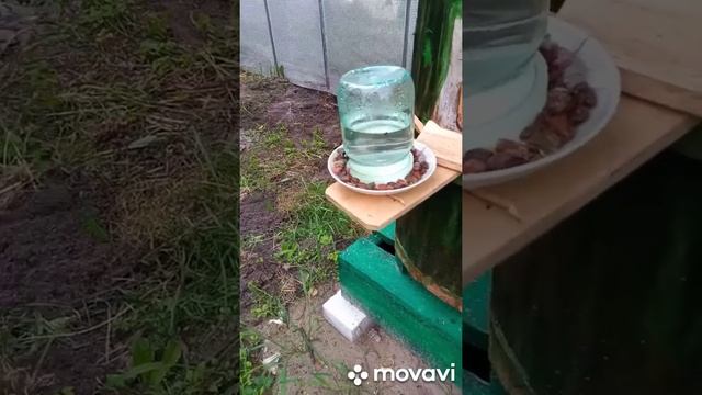 Колодное пчеловодство.Заселение новой семьи пчел в колоду. смотреть онлайн