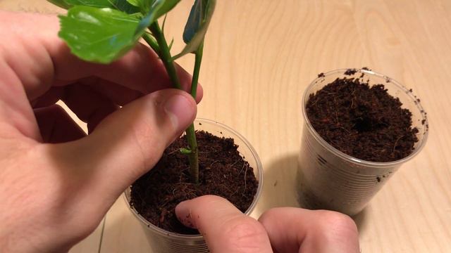 Hibiskus und andere Pflanzen durch Stecklinge vermehren смотреть онлайн