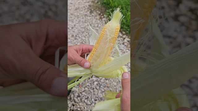 Наша кукуруза 🌽