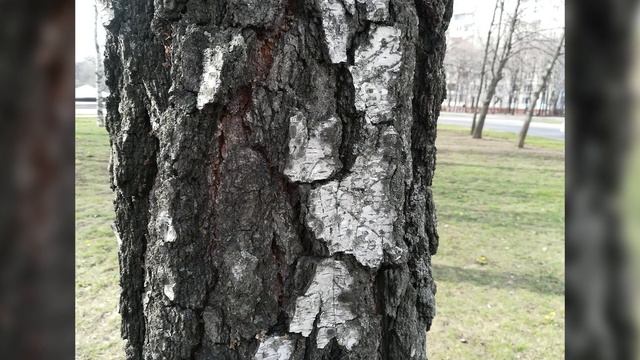 АКТУАЛЬНОСТЬ HONOR 8 LITE (2020) СТОИТ ЛИ ПОКУПАТЬ?! || ОБЗОР смотреть онлайн