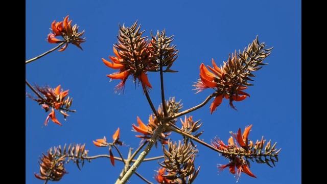 Что растёт в Египте