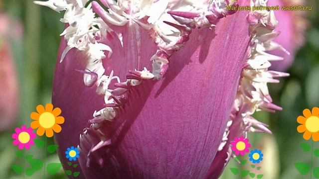 Тюльпан обыкновенный Кумминс. Краткий обзор, описание характеристик Tulipa Cummins