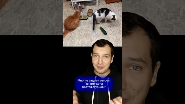 ПОЧЕМУ КОТЫ БОЯТСЯ ОГУРЦОВ #shorts смотреть онлайн