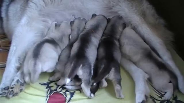 Щенки маламутики от Elessar Sausimayok (ЭРИК) + Мелани Ханни Дрим (Мелли). смотреть онлайн