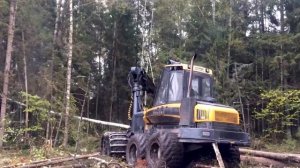 Реальная заготовка леса