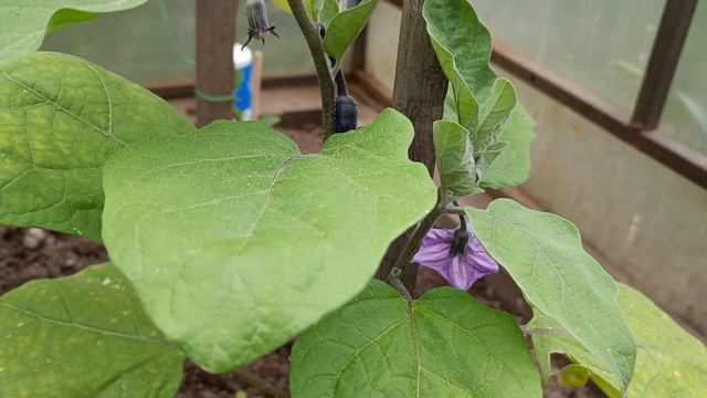 Как я ухаживаю за перцами и баклажанами смотреть онлайн