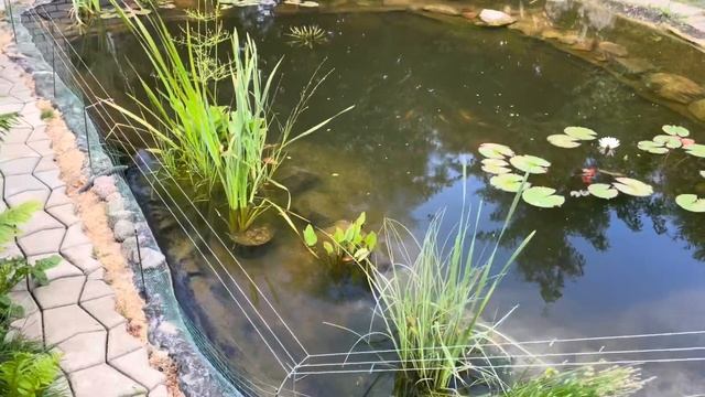 Обзор на 27.06. Пруд у дома. Запуск новой рыбы. Нитчатка,тина,ряска. смотреть онлайн