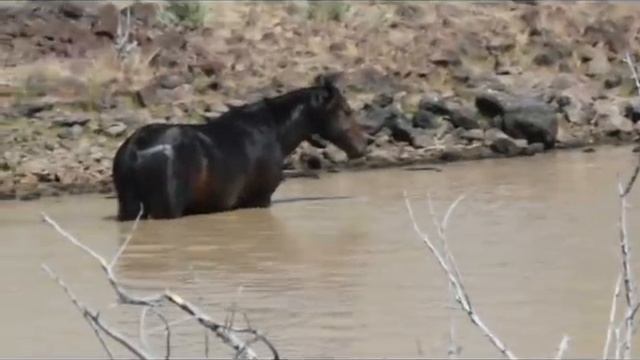 Wild Horses Wild Dreams - Mustangs of SE Oregon by Mustang Meg смотреть онлайн