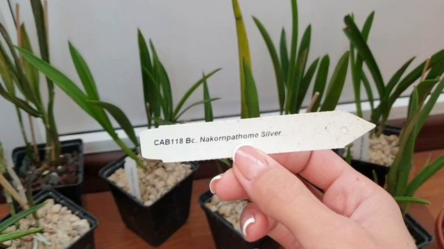 Brassavola и их гибриды. Мой уход