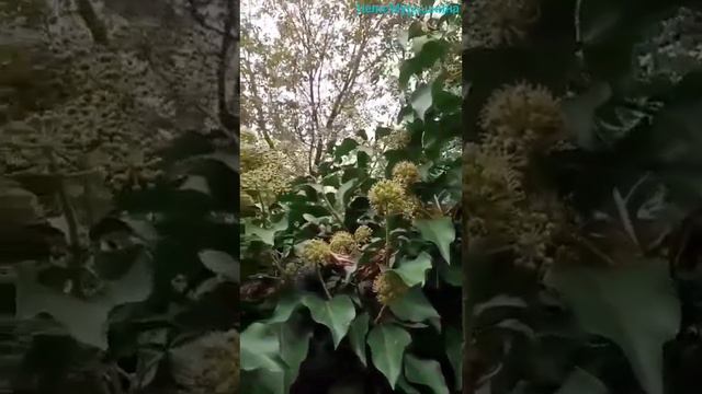 Цветение плюща обыкновенного. смотреть онлайн