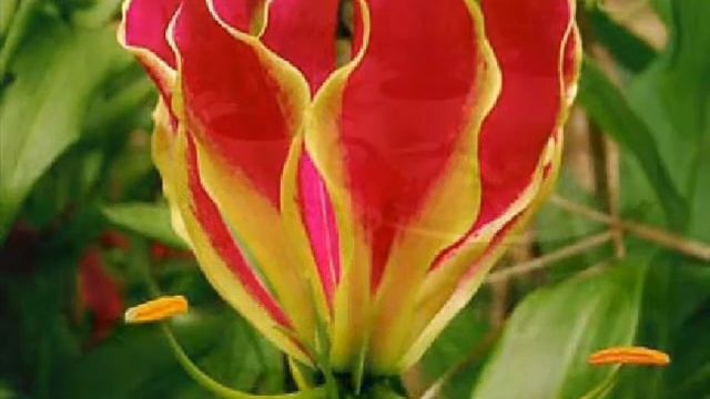 для денниса.