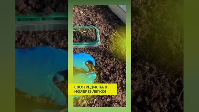 Что посадить в теплице осенью | Как использовать парник во 2 смену | Редис в теплице осенью #shorts смотреть онлайн