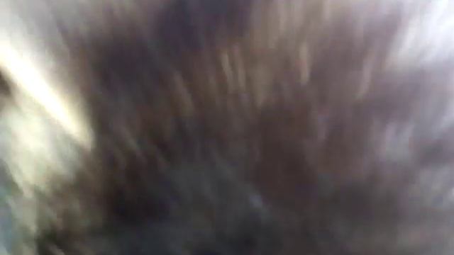 Мой кот матвей смотреть онлайн