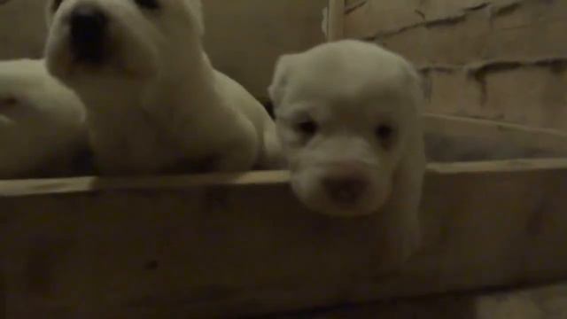 азиаты от Блонды и Олимпик Стар Одина смотреть онлайн