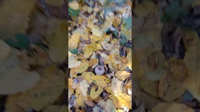 ОХОТА ЗА ГРИБАМИ. Американский Бульдог Куба ложится там где есть грибы. Можно искать трюфеля. смотреть онлайн