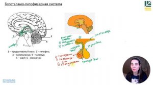 Гипоталамус и гипофиз. Как работает  Гипоталамо-гипофизарная система