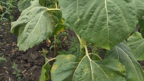 Саванна, обзор подсолнечника Саванна от компании Евралис