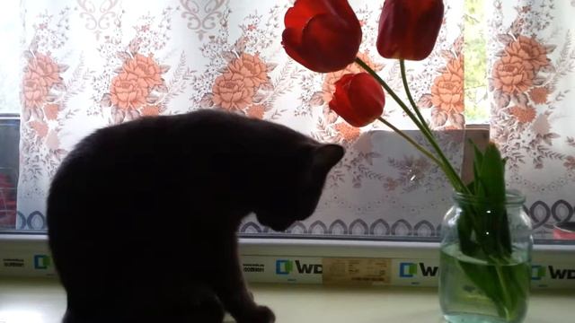 Новый вискас "Тюльпан" смотреть онлайн