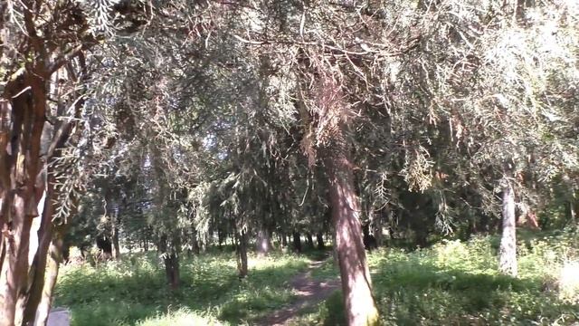 В поисках места бывшего фонтана. Поселок ВИР. Полёт квадрокоптера #289 смотреть онлайн