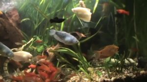 Совместимость и содержание аквариумных рыбок! Как подобрать рыбок