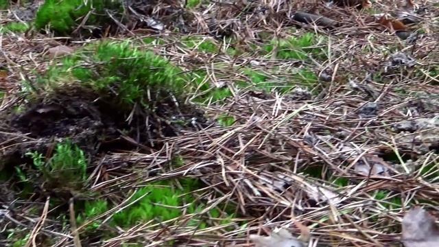 "In the woods" with Sony HDR CX330 test footage смотреть онлайн