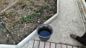 Обработка голубики, ежевики весной.