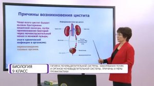 Биология. 9 класс. Гигиена мочевыделительной системы /04.12.2020/