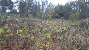 Плотина бобров / Разрушаем запруду