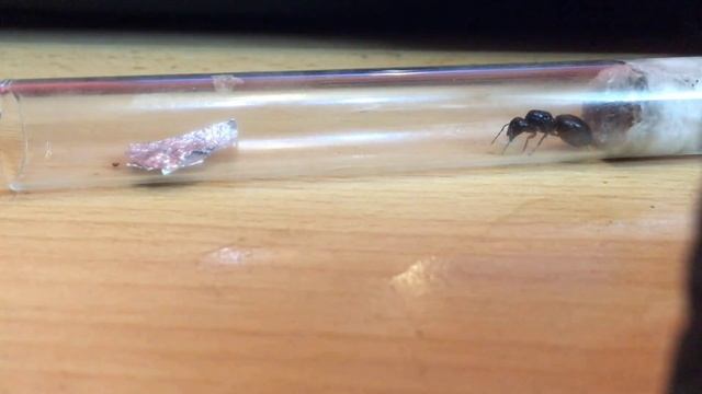Обзор Camponotus herculeanus (кормление) смотреть онлайн