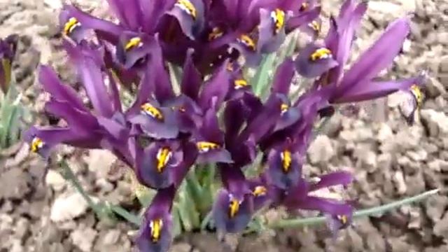 Iris Reticulata, Iridodictyum Reticulata Blossom