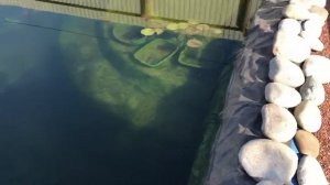 С приходом осени появились нитчатые водоросли в пруду