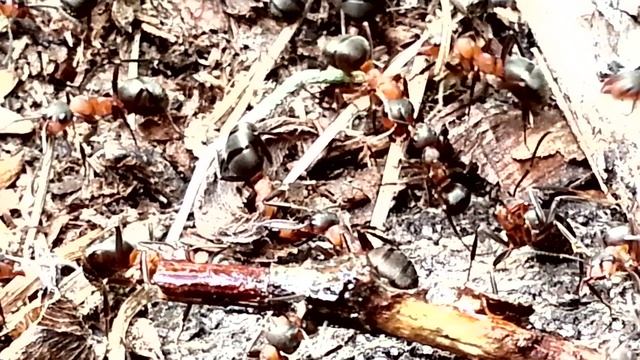 Муравей объедает веточку смотреть онлайн