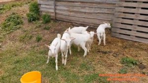 Выгул для козы и козлят. Плетеный, деревенский забор своими руками // "Мое Подворье"