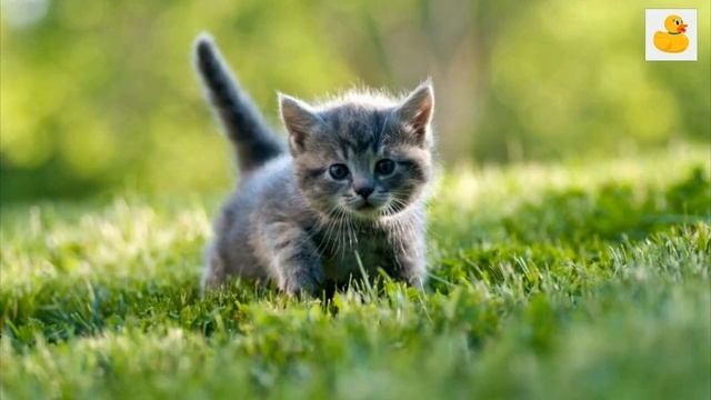 Английский язык/учим животных/Animals on the farm смотреть онлайн
