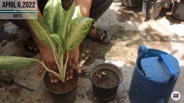 #Aglaonema Aglaonema Butterfly के पौधे को Multiply कैसे करें ? | Propagation Of Aglaonema Butterfly