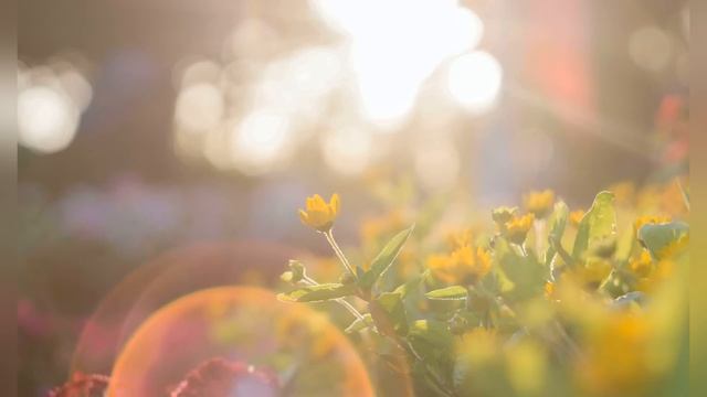 Просветление. Доверяйте жизни и отпустите ситуацию смотреть онлайн