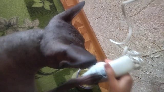 Настоящий защитник ?Разборки с блендером ??Не пëс, а друг ☝ смотреть онлайн