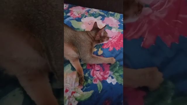 Глажу красавицу абиссинскую кошку