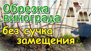 ? Обрезка винограда без сучка замещения