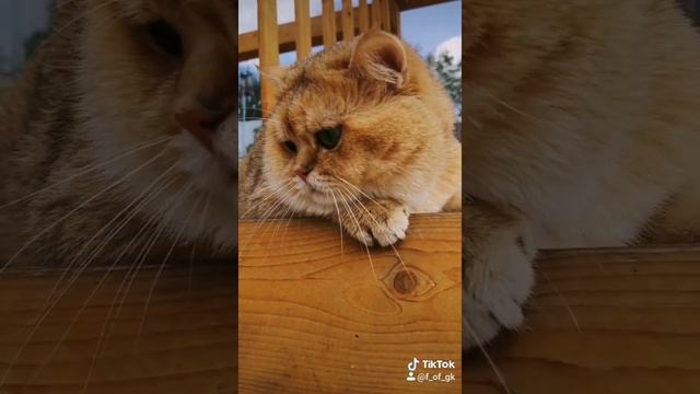 Шикарный Британский кот ( ЗОЛОТАЯ ШИНШИЛЛА) смотреть онлайн