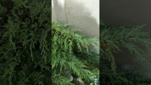 Мучнистый червец на можжевельнике исчезнет за 1-3 обработки